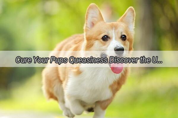 Cure Your Pups Queasiness Discover the Ultimate Guide to Dog Vomit Remedies